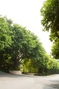 林荫下的静谧道路