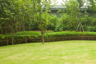 绿意盎然的户外草坪景观