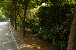 林荫小路 静谧自然景致