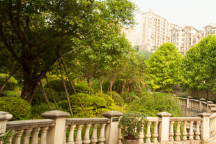 城市中的绿意盎然景观