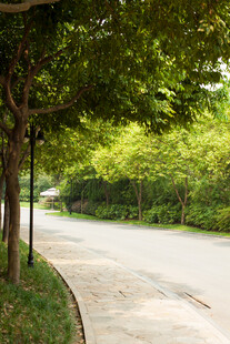 林荫下的静谧道路