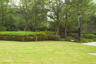 绿意盎然的户外草坪景观