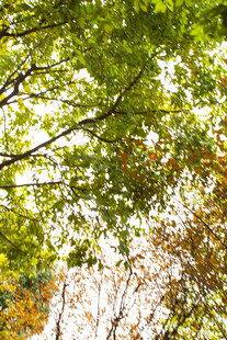 阳光透过枝叶的绿意景致