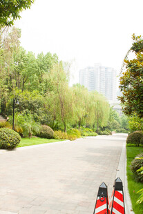 城市林荫道路景观