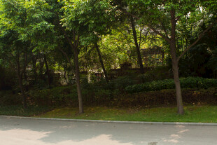 路边葱郁树林景观