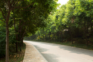 林间静谧小道 绿意盎然