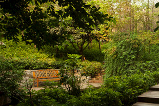 静谧花园中的休憩长椅