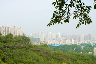 城市远景与葱郁绿植