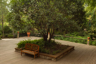 庭院中的树与休憩长椅