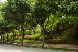 林荫道路 绿意盎然的景致