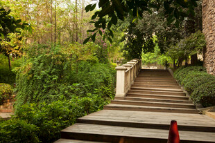 林间木梯 绿意环绕景致美