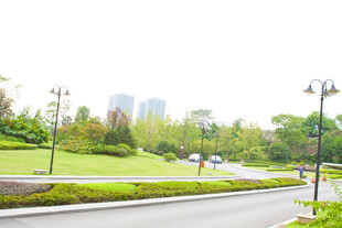 城市道路旁的绿意景观