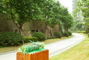 园林小径旁的绿植景观