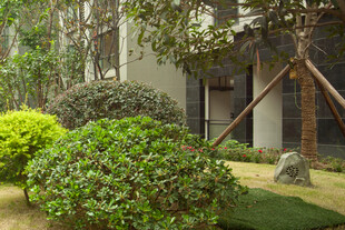 精致庭院绿植景观