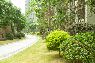 小区内绿意盎然的景观道