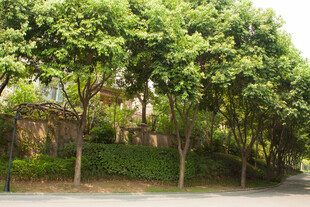 路边葱郁绿树景观