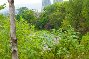 绿意盎然的森林景观