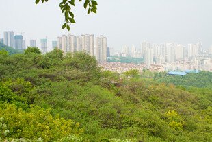 城市边缘的葱郁绿意