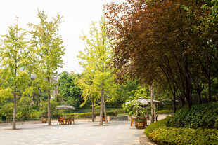 公园林荫步道景致