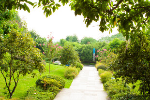 林间小径 绿意盎然的景致