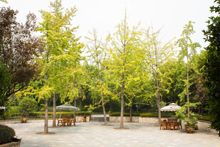 户外林荫下的休闲场地