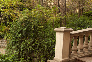 石栏杆旁的繁茂绿植