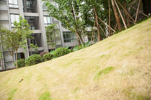 小区内的草地与绿植景观
