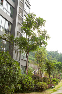 现代建筑旁的绿植景观