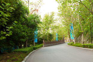 林荫小道 绿意盎然的景致