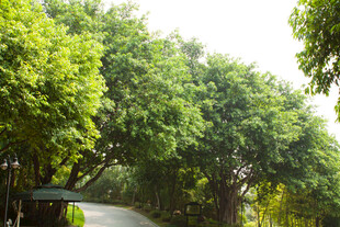 林间幽径 绿意盎然的风景