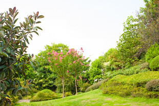 绿意盎然的花园景观