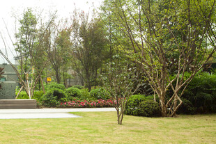 绿意盎然的园林景观