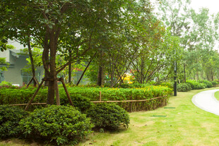 绿意盎然的园林景观