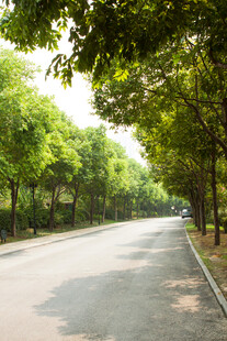 林荫大道 静谧绿意之路