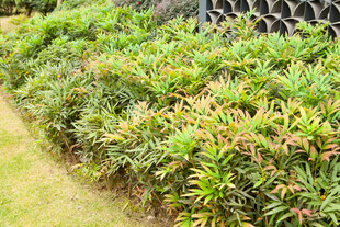 翠绿繁茂的户外灌木丛