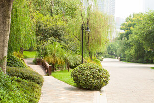 城市绿意盎然的林荫步道