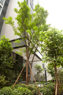 现代建筑旁的绿植景观
