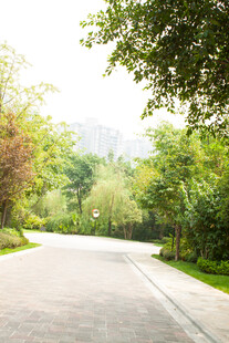 林间静谧小路