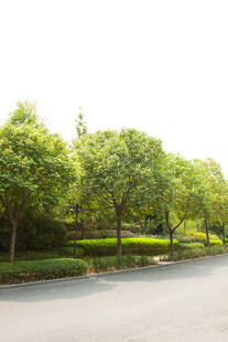 路边葱郁绿树景观
