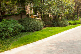 绿意盎然的园林小径