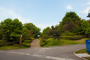 绿意盎然的道路景观