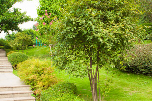 林间小径旁的葱郁绿植