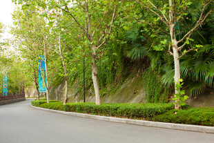 林荫道路 绿意盎然的景致