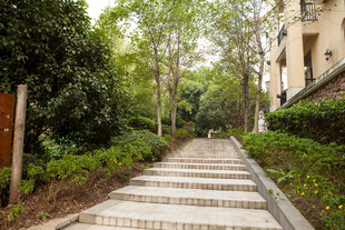 林间石阶小道 静谧自然