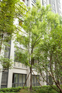 城市绿植环绕的现代建筑