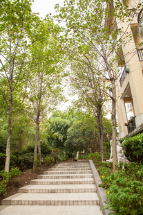 林间石阶小道 绿意盎然