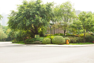 绿意盎然的道路旁园林景观