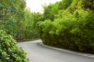 林间蜿蜒小路