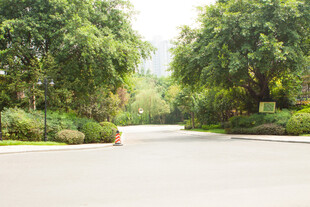 林荫下的静谧道路