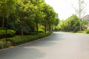林荫宽阔道路绿意盎然